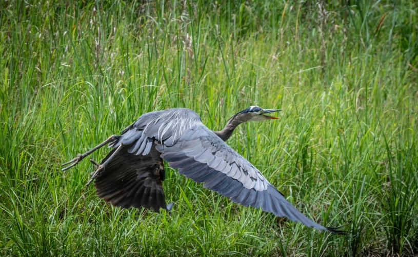 a bird flies over a patch of tall grass