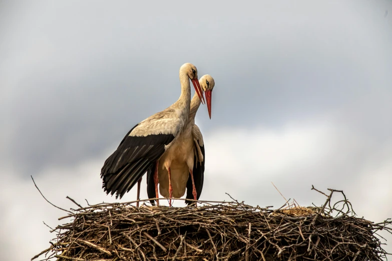 a big pretty bird standing next to it's baby in the nest