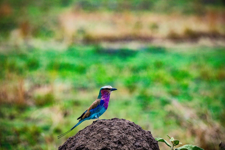 a colorful bird sits on top of a rock