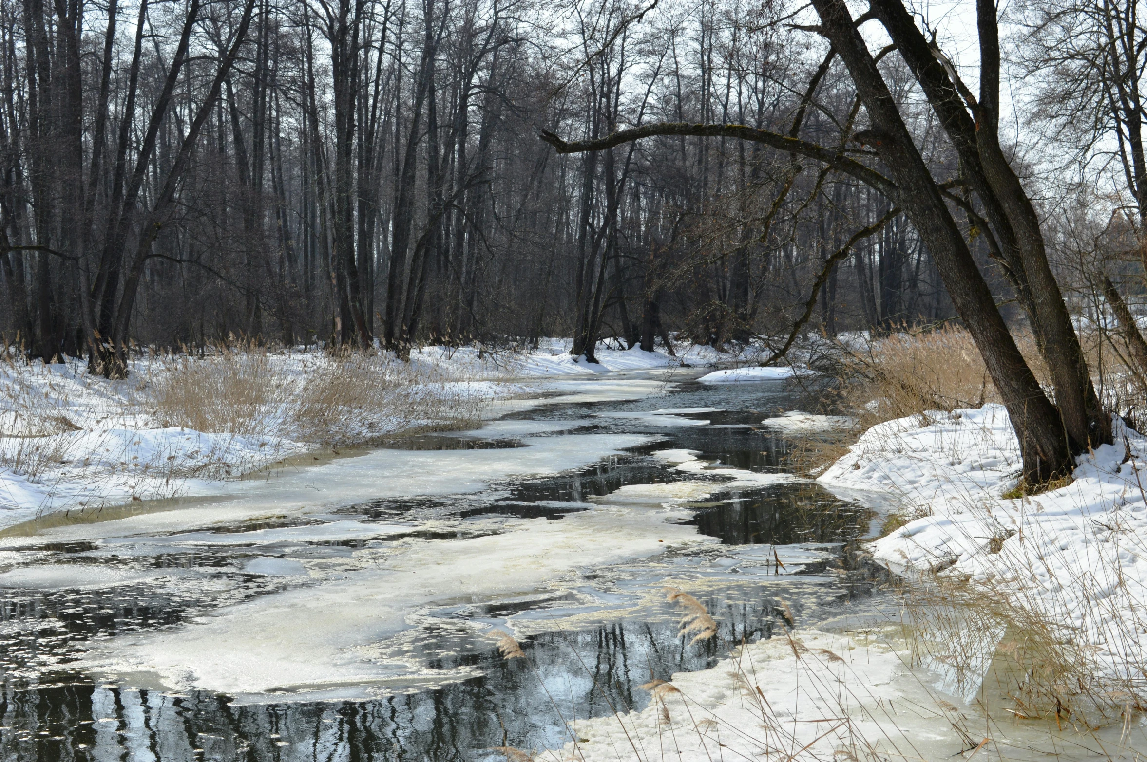 some snow and ice melting off water by trees