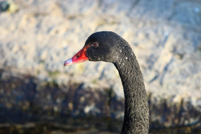 the face and neck of a black swan