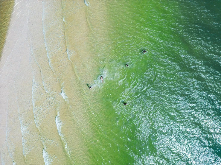 birds are flying over the green water at the beach