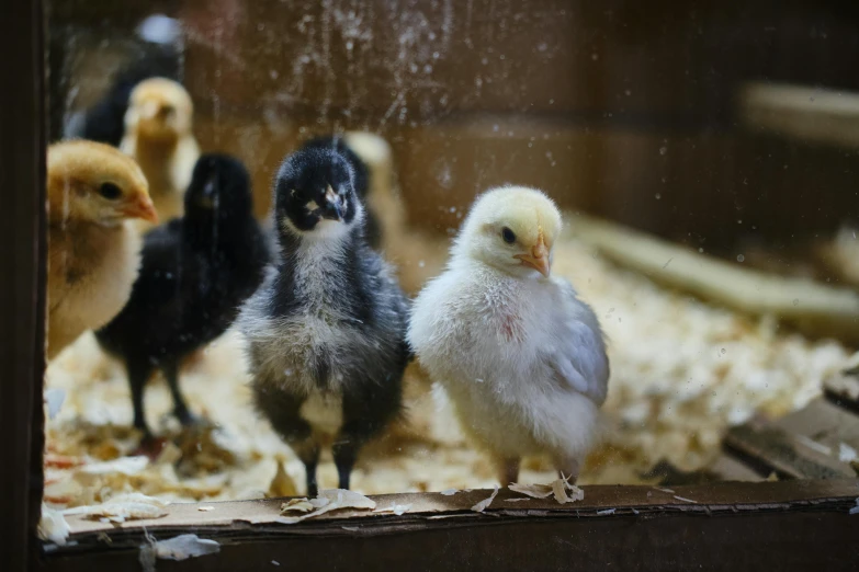 the chicken looks at itself in the mirror