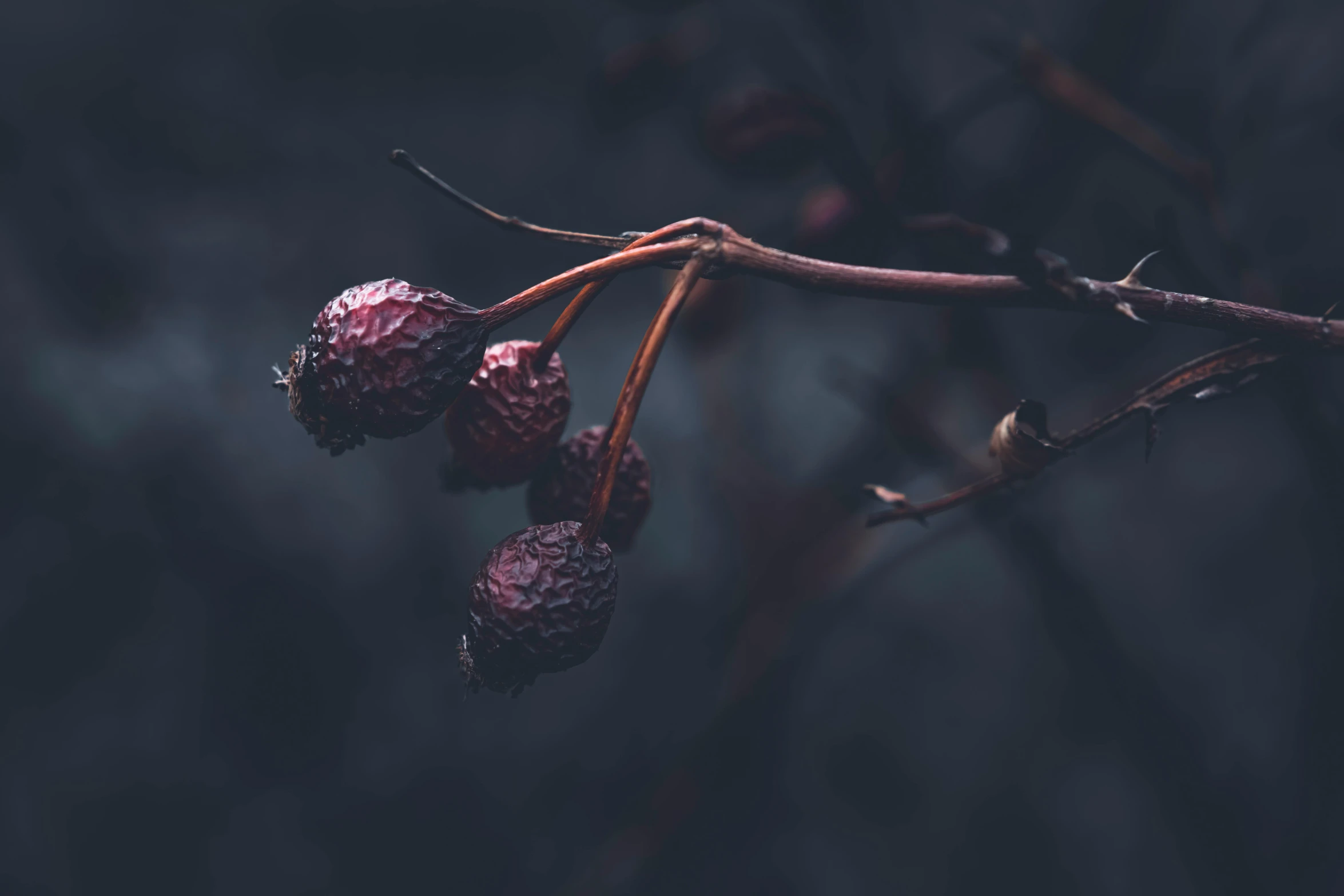 some berries are growing from a thorn nch