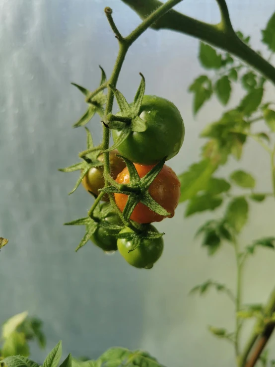 a bunch of tomatoes growing on a tree nch