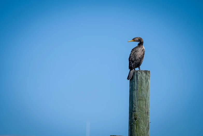 a bird is sitting on top of a post