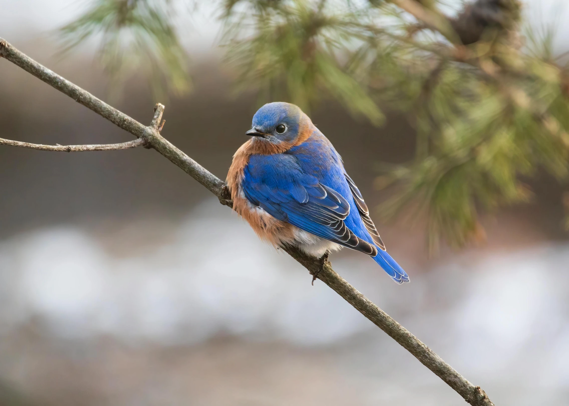 a bluebird sitting on top of a tree nch