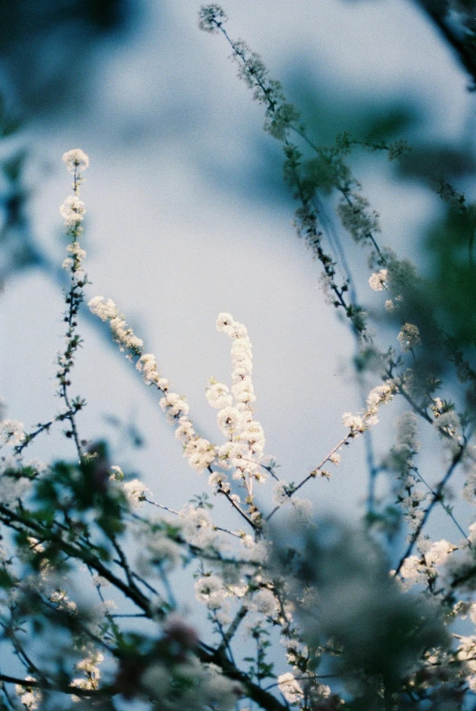 the nch with white flowers on it has white blooms on it