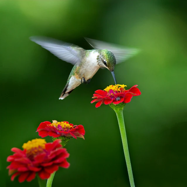 a hummingbird is flying near a red flower