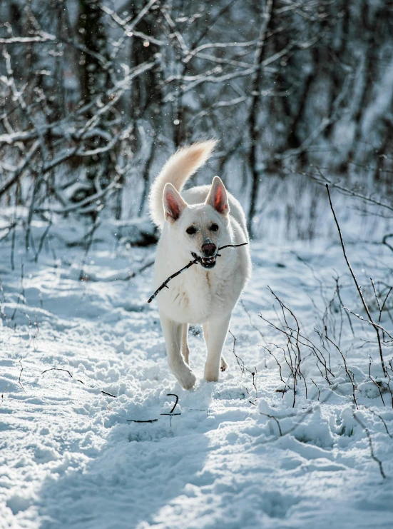 a dog running in the snow carrying a stick