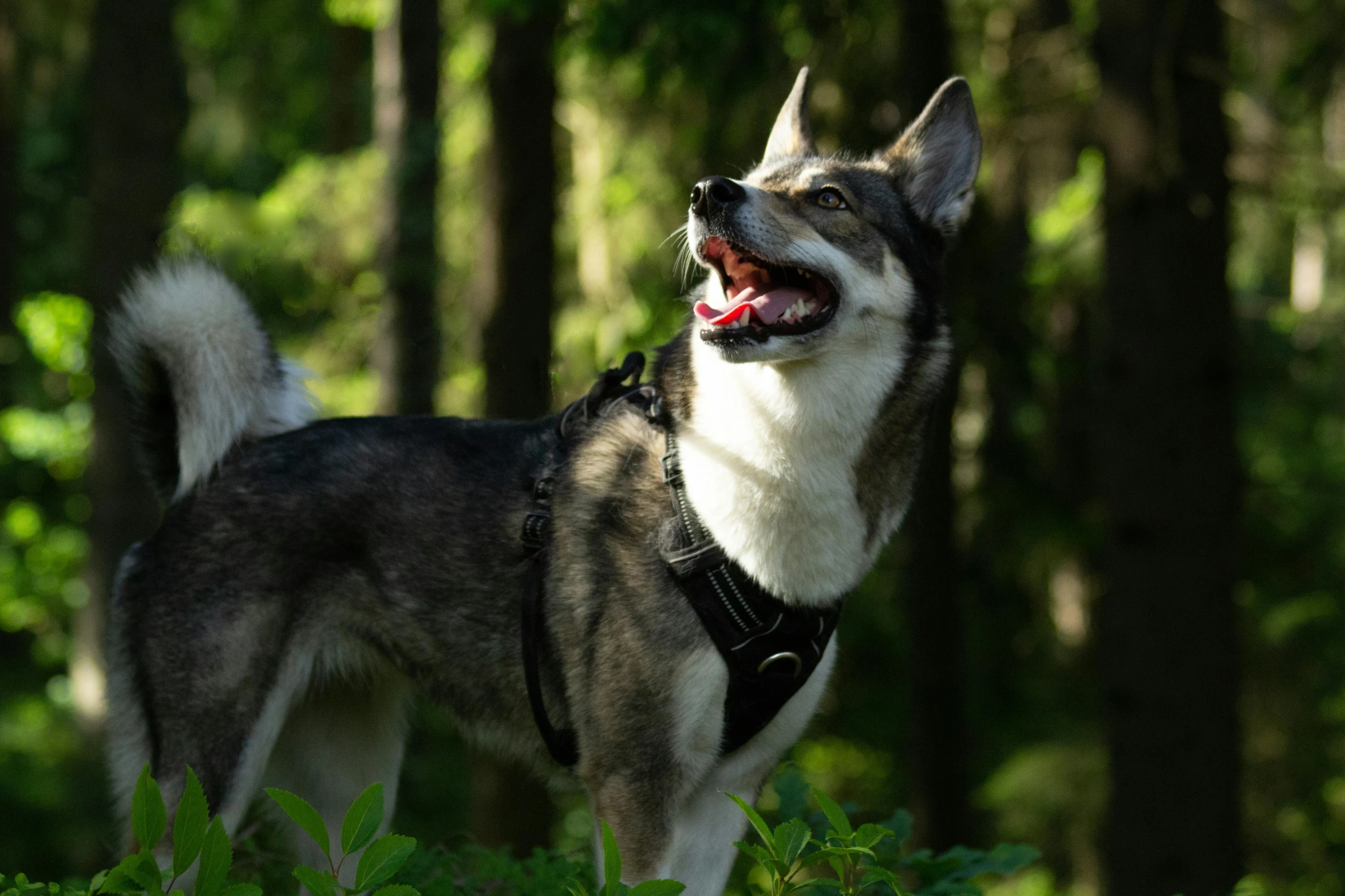 the dog smiles and stands in the grass