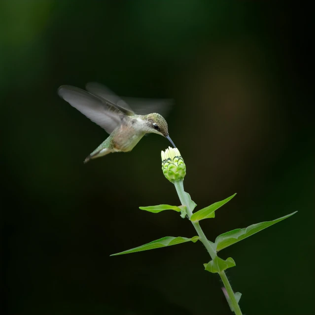 a hummingbird with its beak open is about to land on a flower