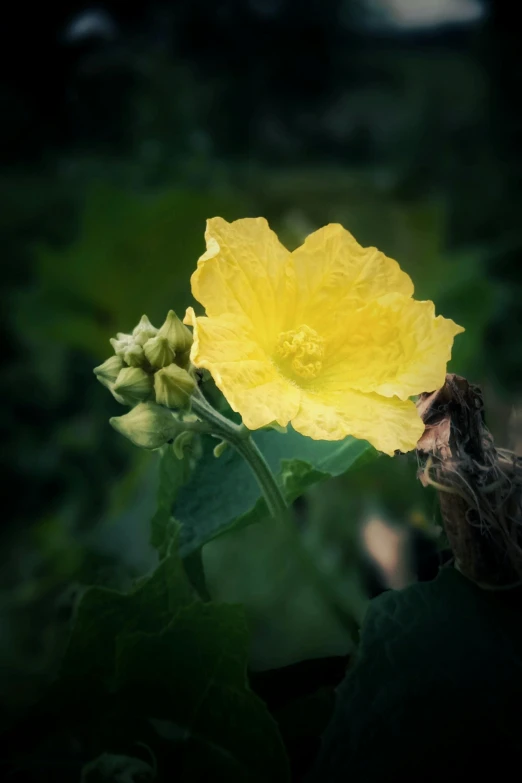 a yellow flower with a dark background