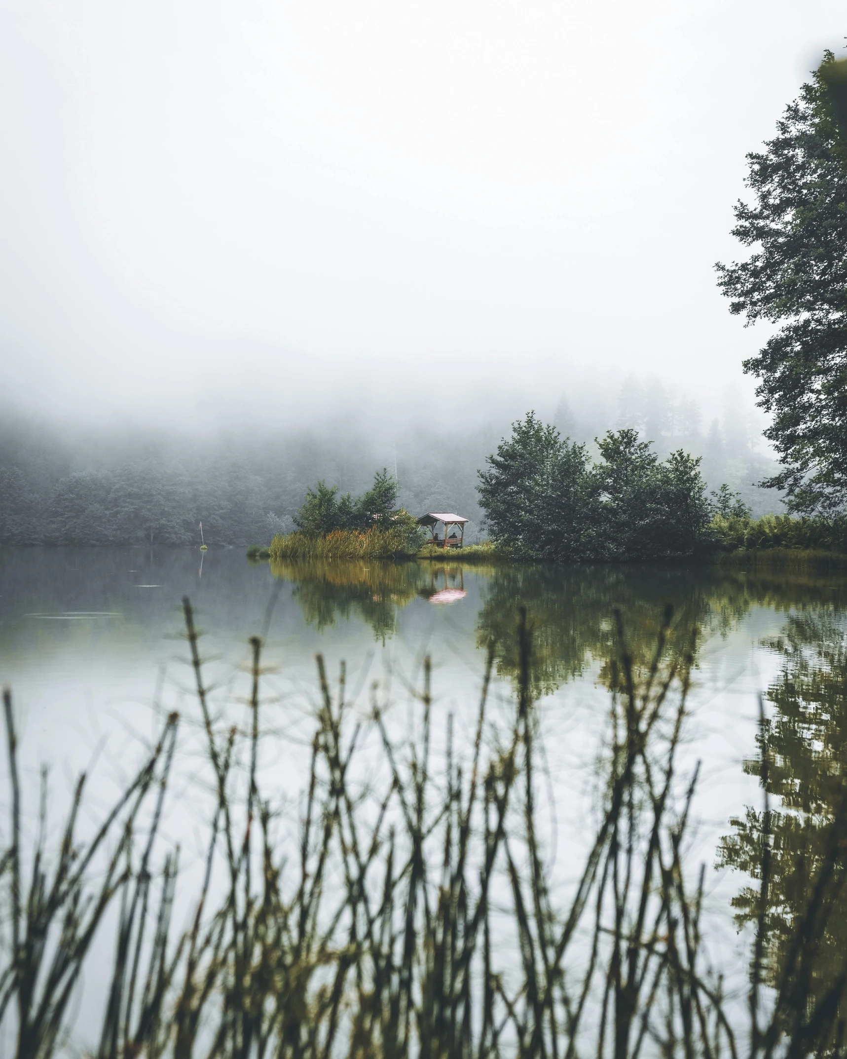 fog on the water is over the calm tree tops