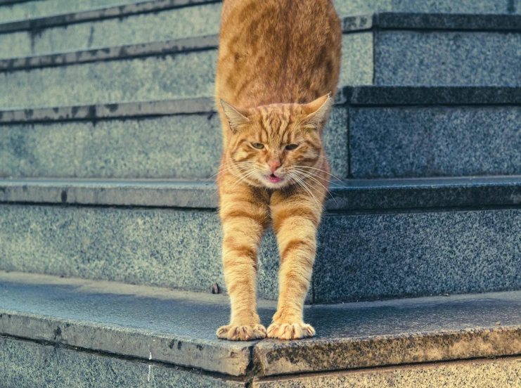 a cat is walking down a set of stairs