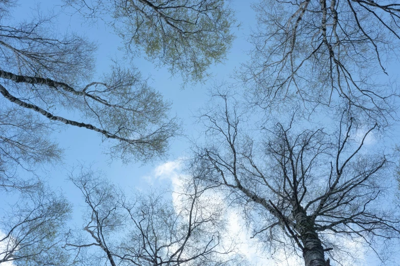 a view looking up into some very tall trees