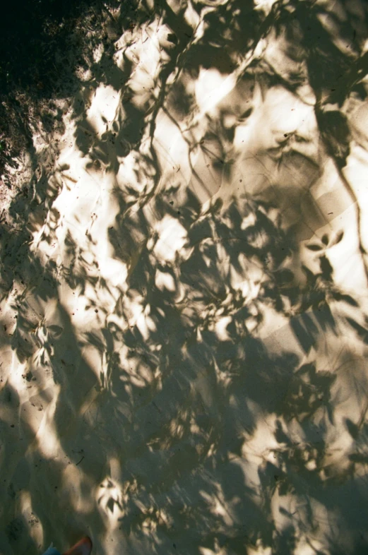 sunlight reflects off the ground as it casts its shadows on the leaf