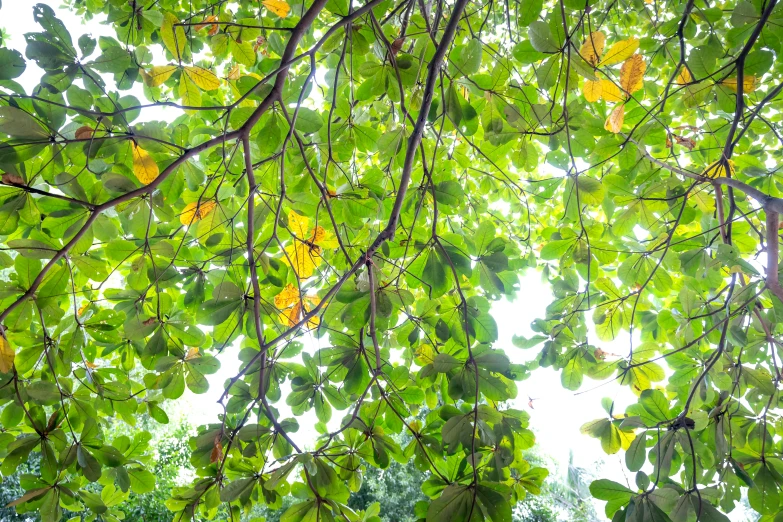 looking up at green leaves from under the canopy