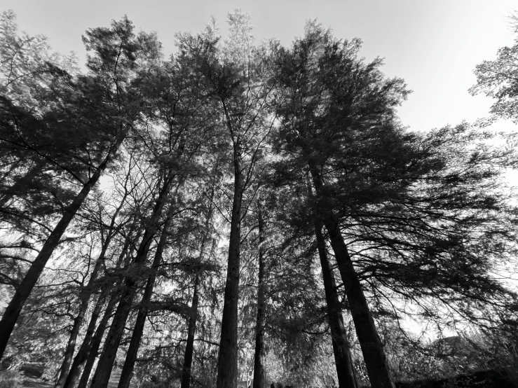 black and white po of a tree forest with lots of tall trees