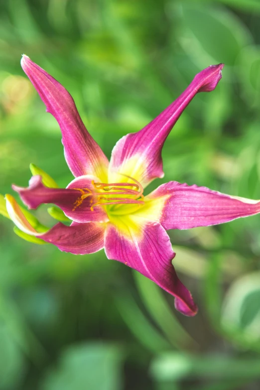 a purple flower on a stem with green leaves