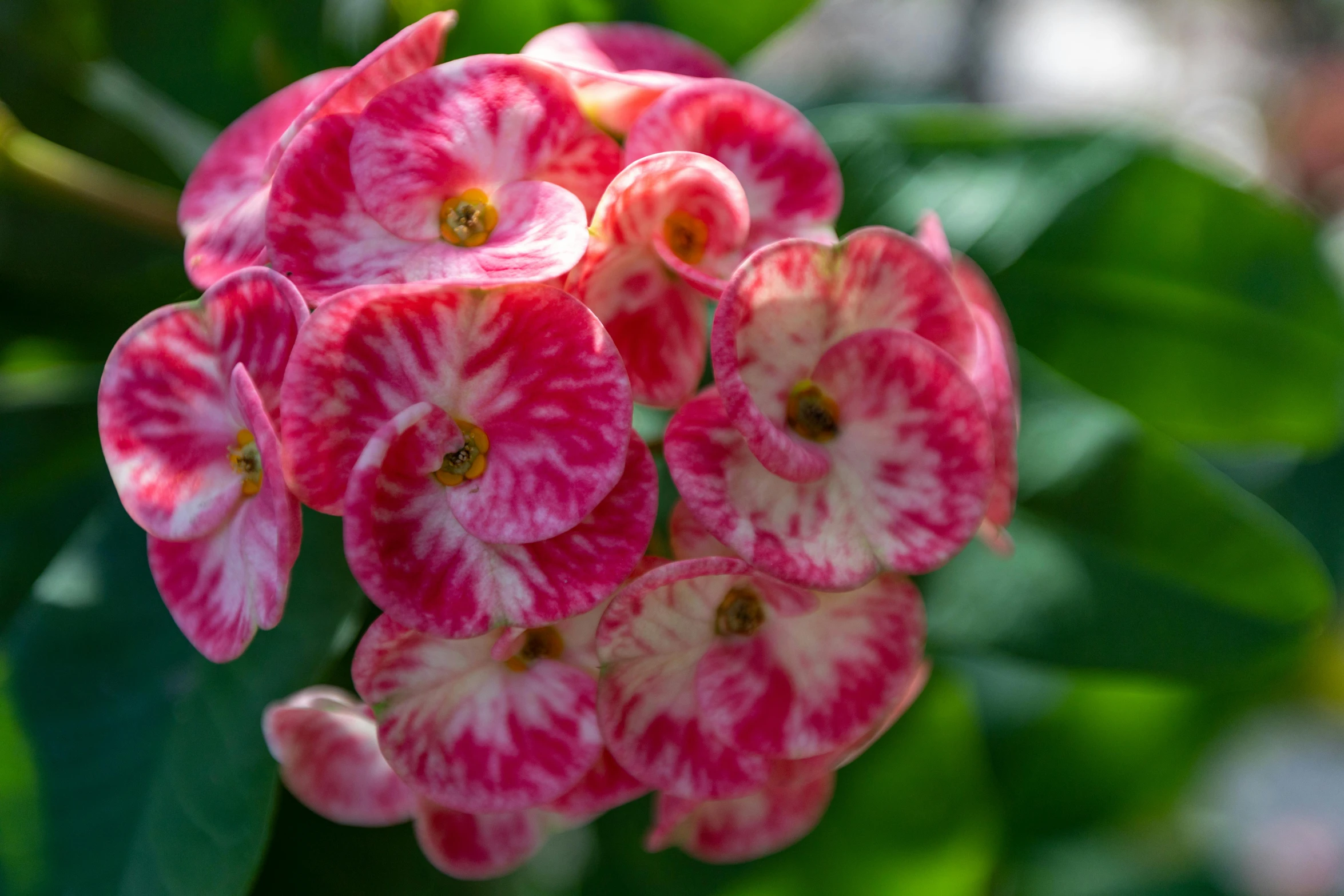 a pink and white flower on a bush