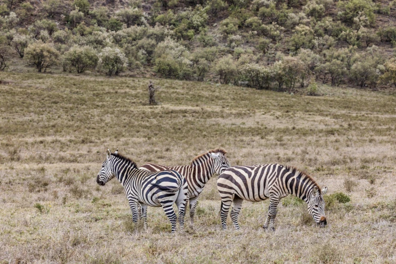 three zes are standing in a field near a man