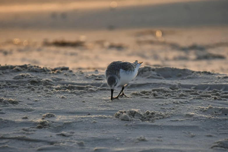 small bird walking on the beach in the sun