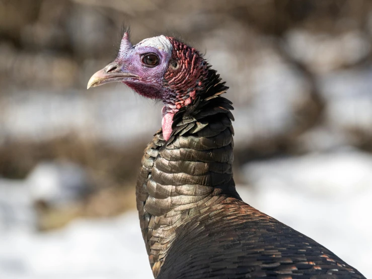 a close up image of a turkey standing in the snow