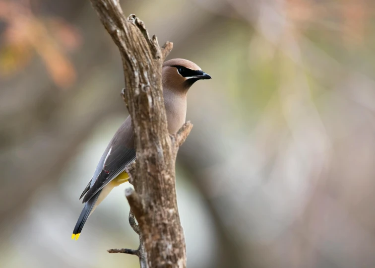 a bird is sitting on top of a tree nch