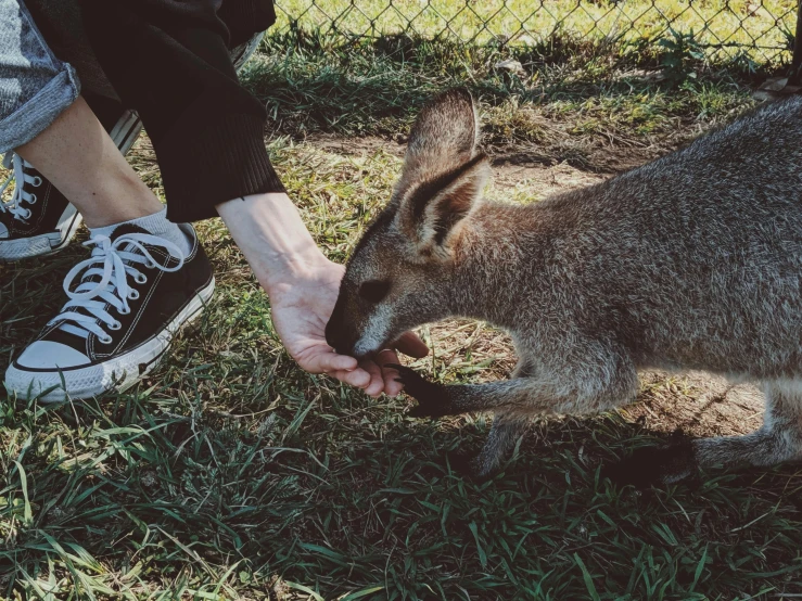 a small kangaroo being fed some food by someone