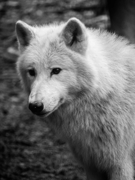 a wolf standing up and looking at soing