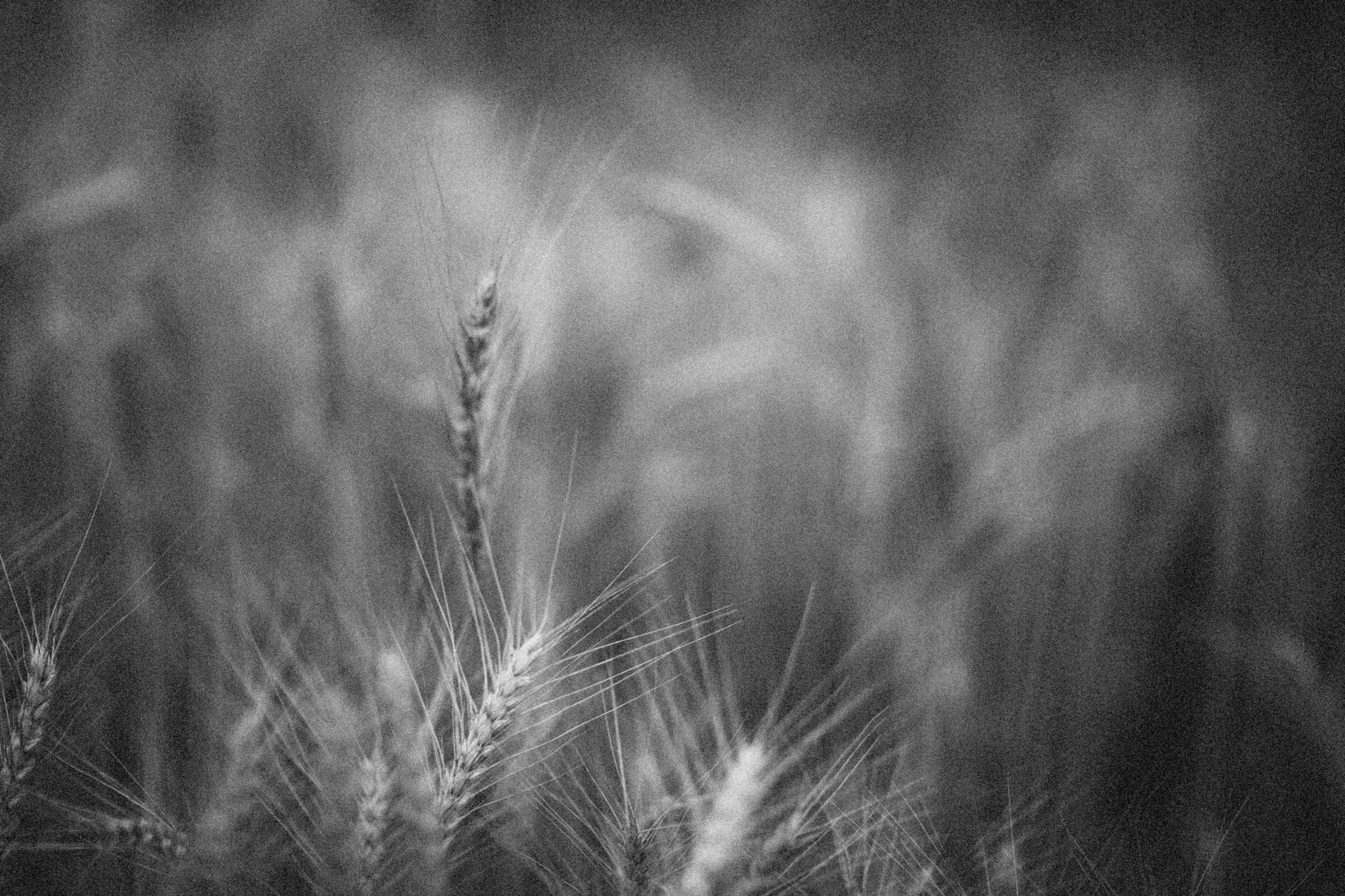 a field with a grain crop on it