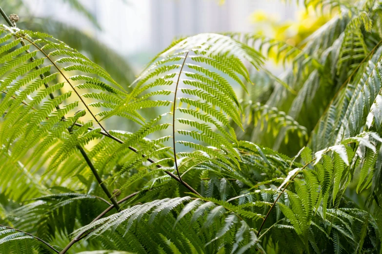 a green bush is pictured in the foreground