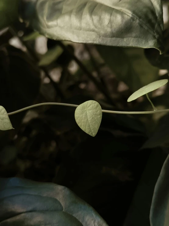 some green leaves growing on top of a plant