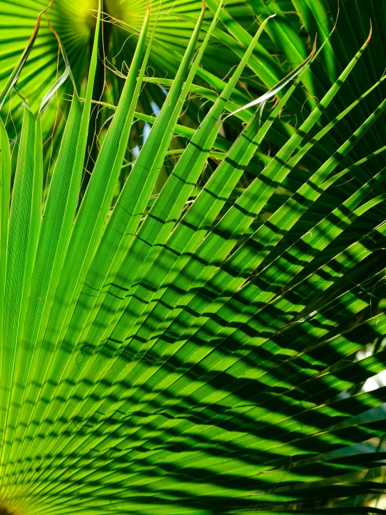 leaves of a tree in the middle of bright sunlight