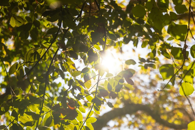 the sun shines through some trees in an outside setting