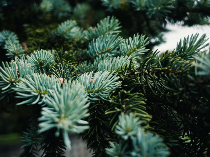 closeup view of a green, leafy nch