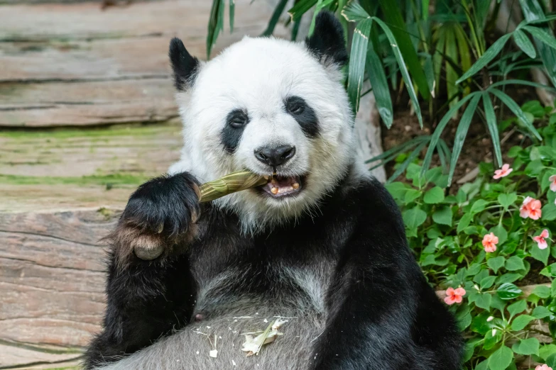 a panda bear holding a nch of soing up in his mouth