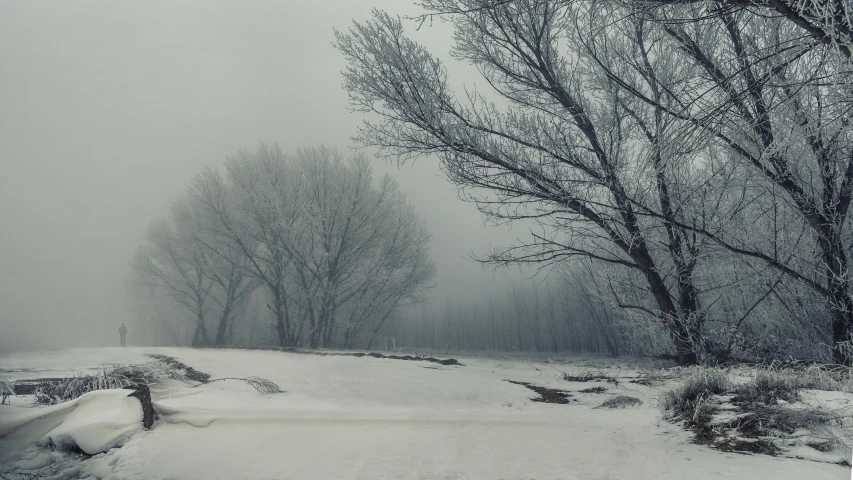 a street lined with trees next to the woods in a snowy day