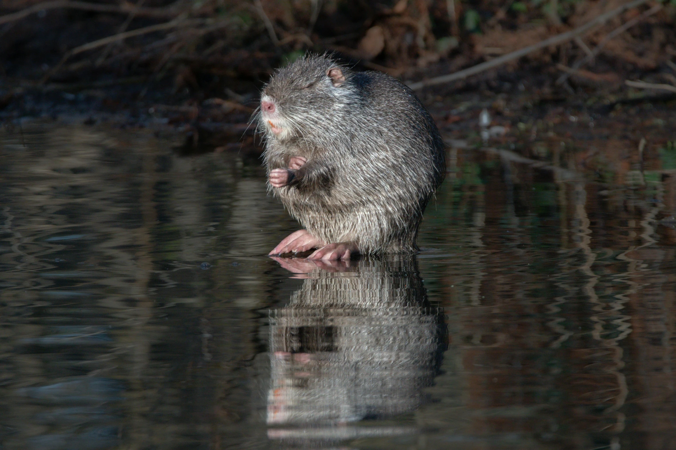 an animal standing in the water next to a forest