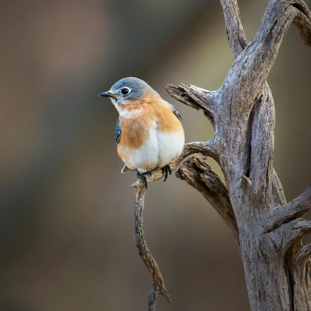 a close - up of a small bird on a twig