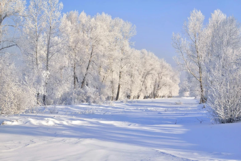 some trees a path and snow are covered in a light dusting