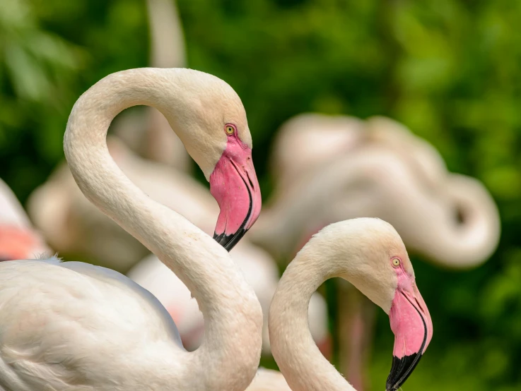 a couple of white birds with pink neck and long necks