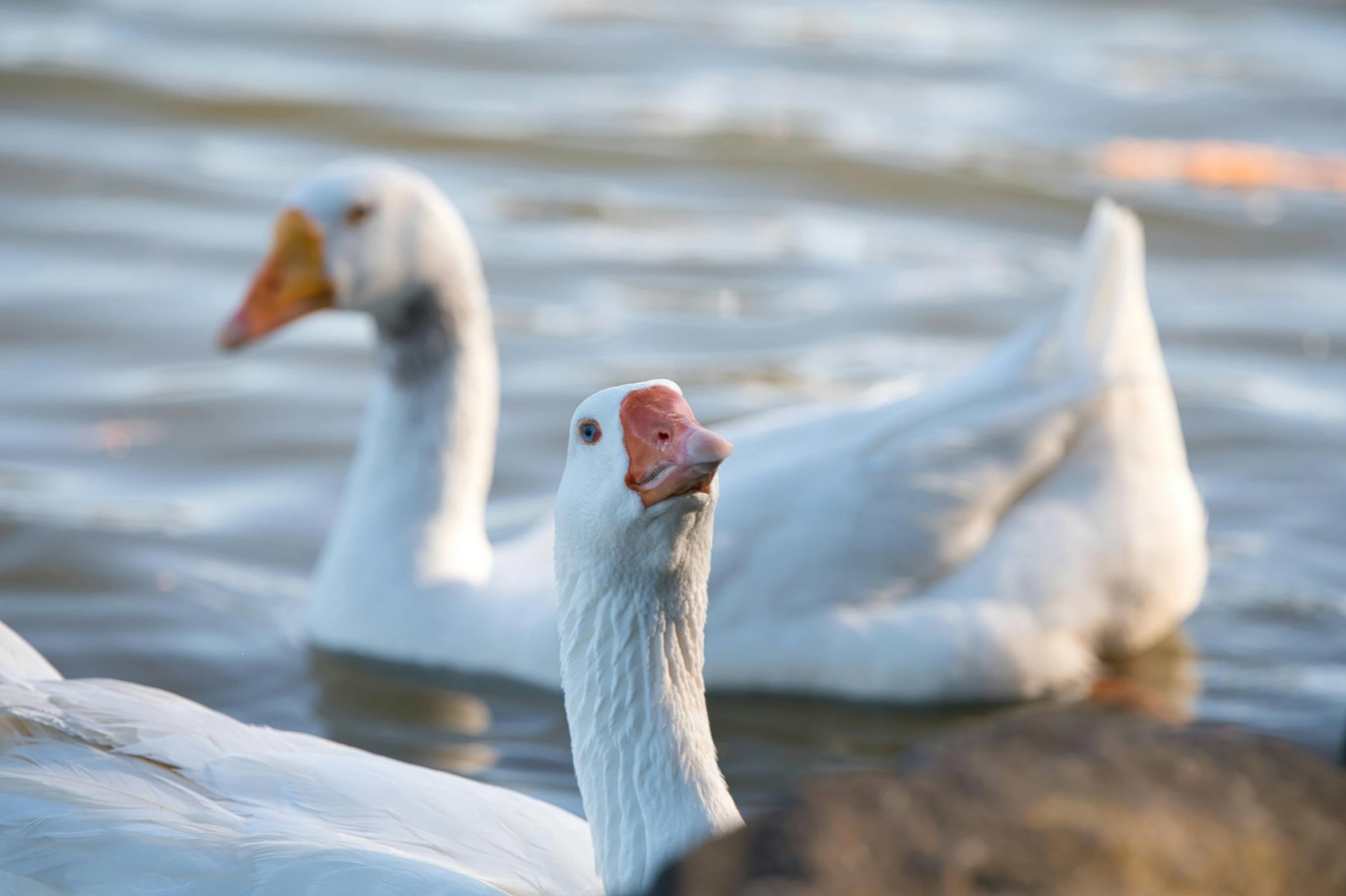 a couple of swans in a lake