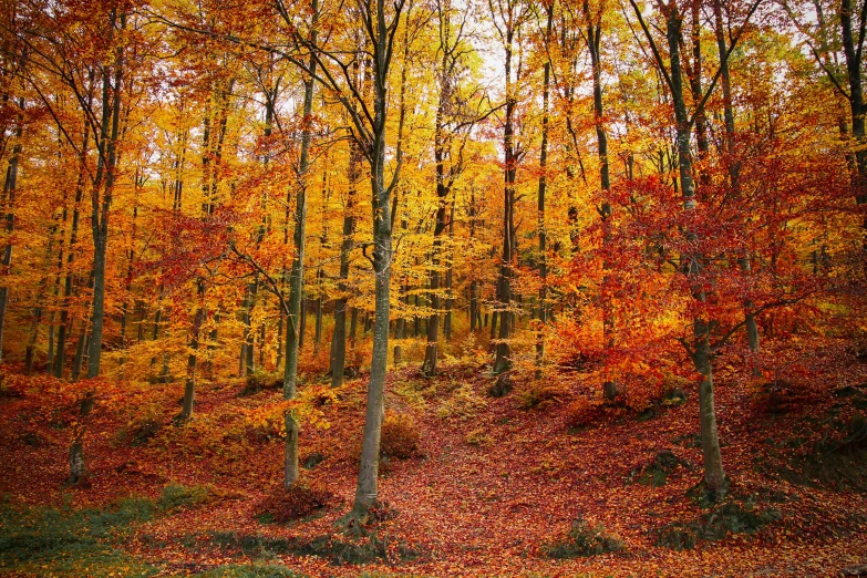 a forest filled with lots of tall colorful trees