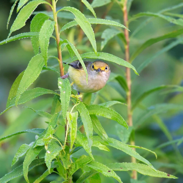 two small birds perched on top of green leaves