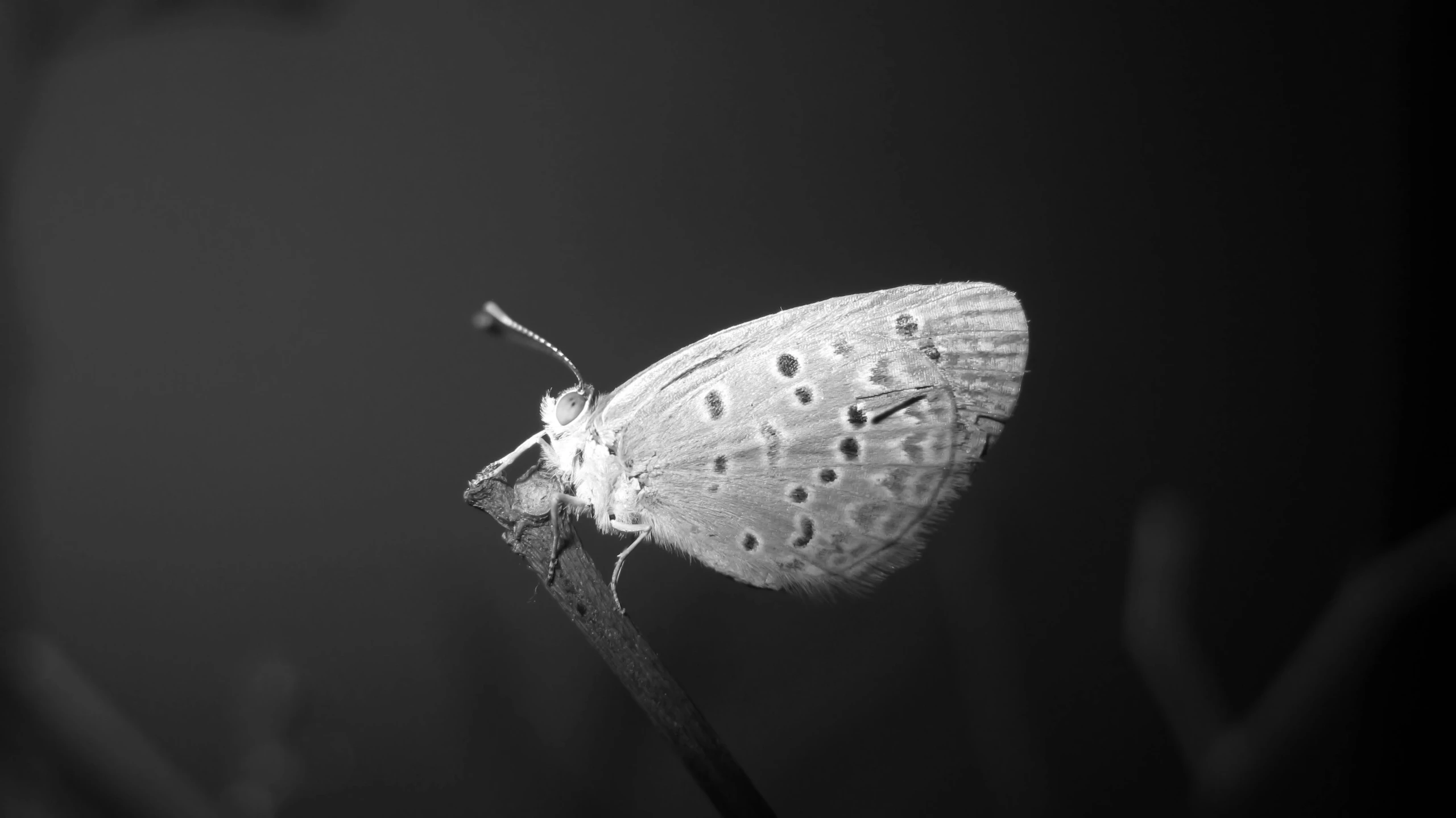 a black and white po of a erfly on a stem