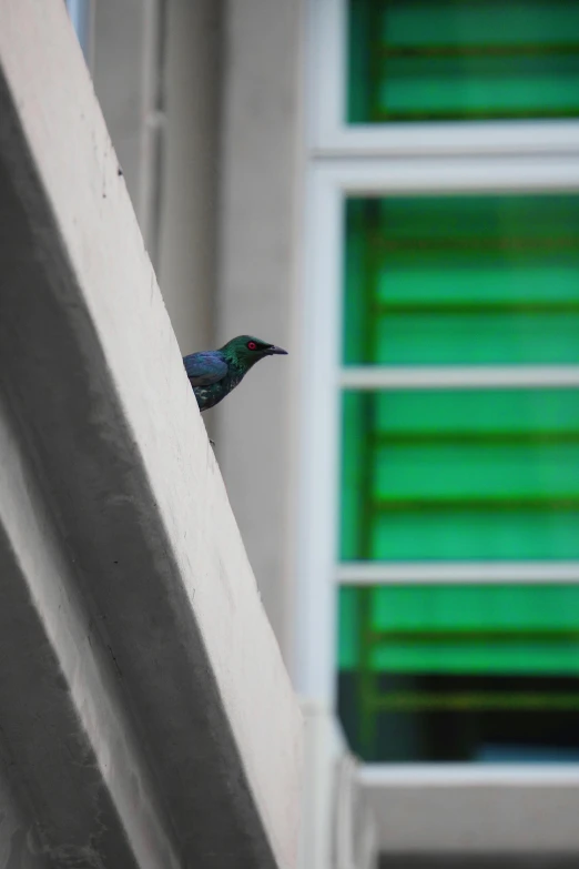 a small bird sitting on top of a ledge