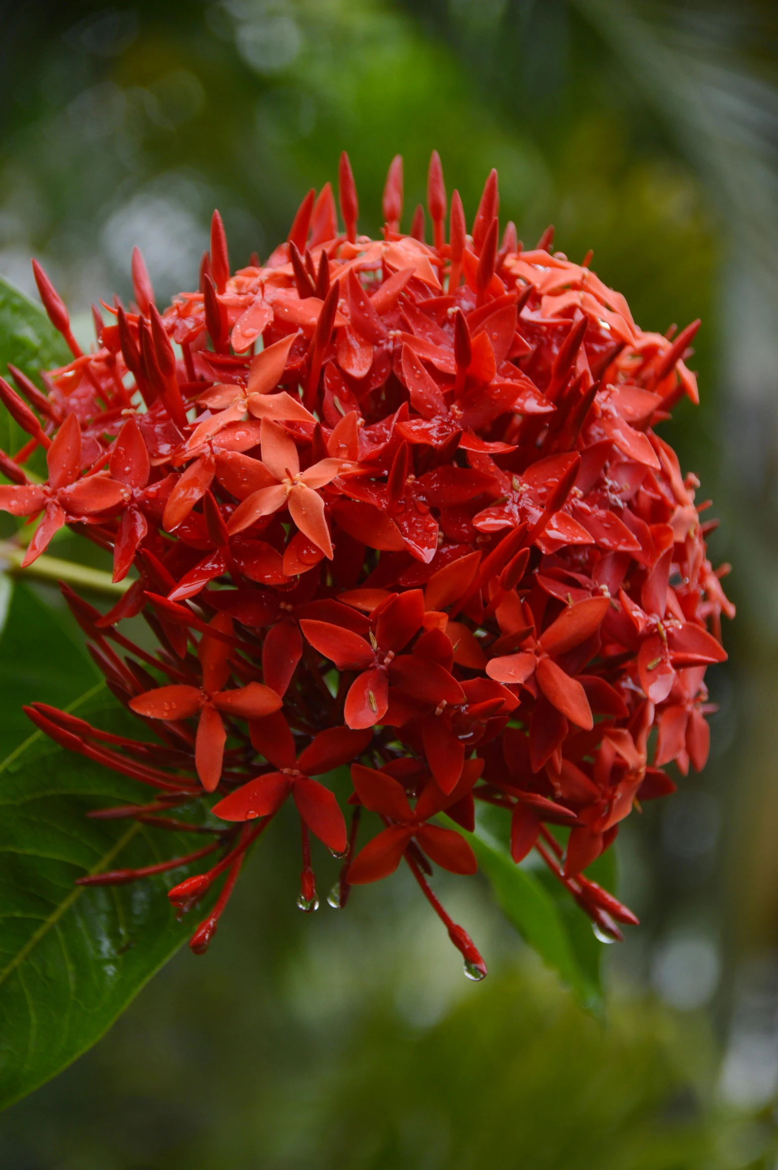 a red flower with lots of drops of water