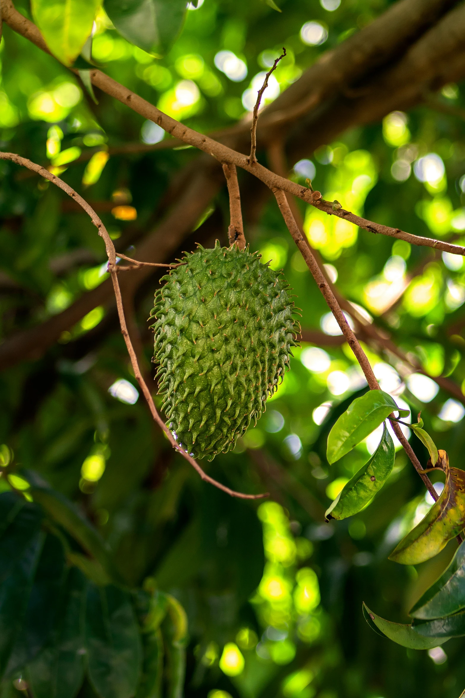 a fruit hanging on a tree nch in the forest